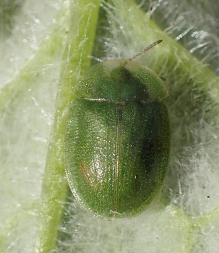 Cassida deflorata